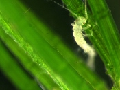 Newborn stonefly nymph on <i>Chara</i>